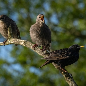 Redwell   27 05 2020   D500   Les 118.jpg